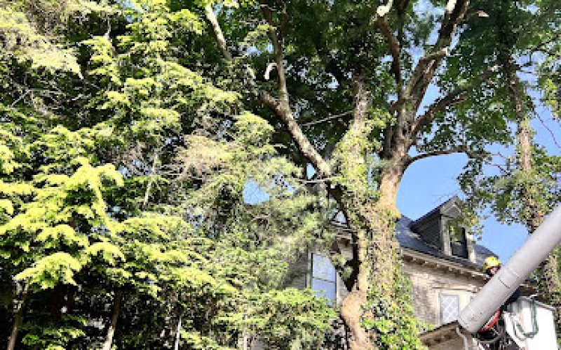 Chilel’s Brookline Tree Service