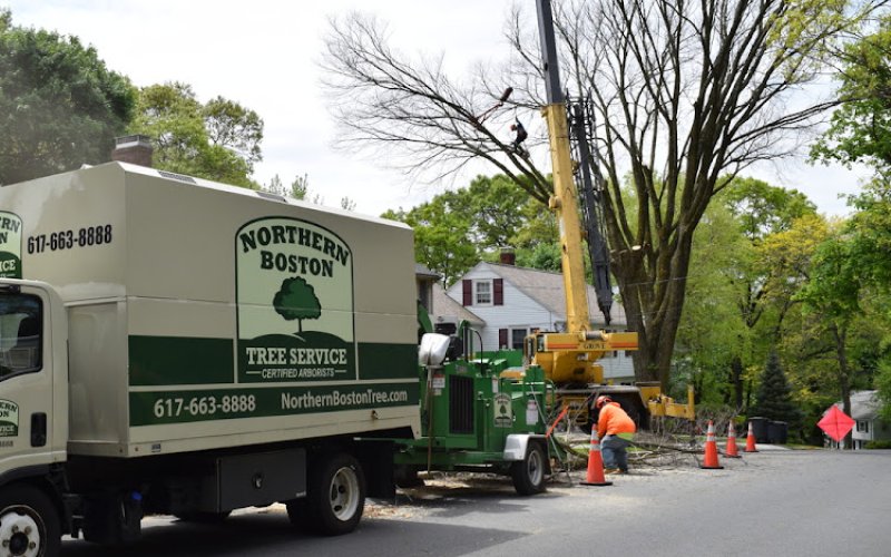 Northern Boston Tree Service