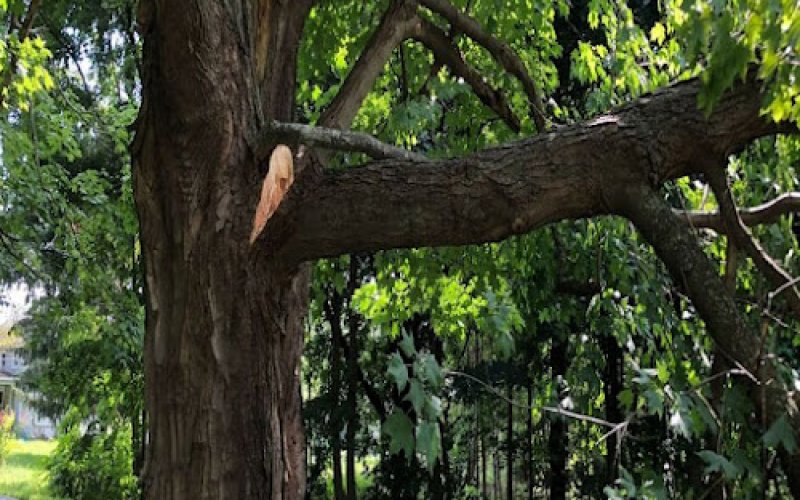 Arbor Tree Care