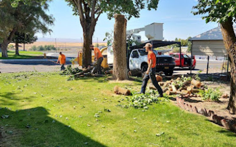 Loggerhead Palm & Tree Service