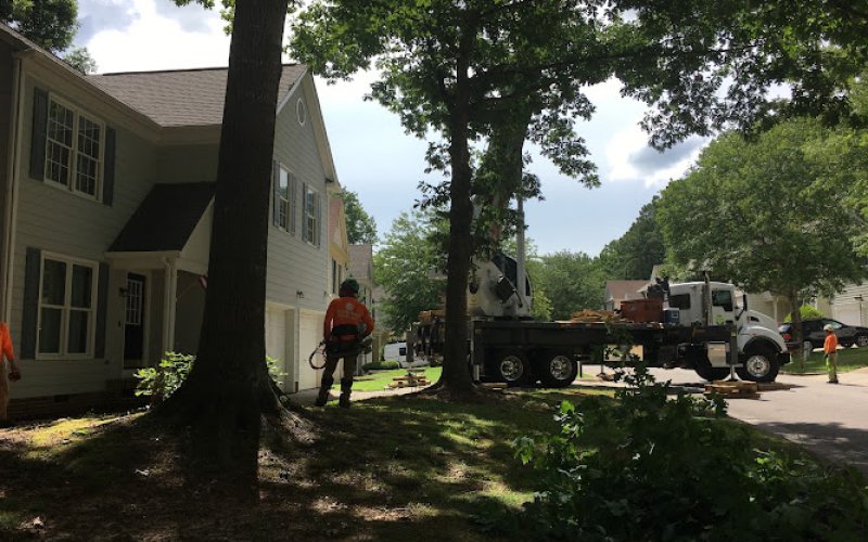 Allen Tree Service