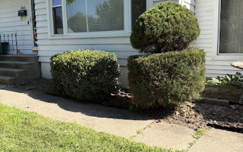 Big Richard Tree Service