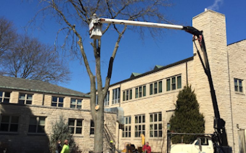 Cedar Rapids Tree Service