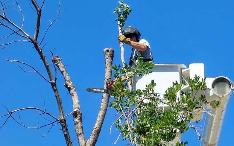 Cedar Valley Arborist Inc.