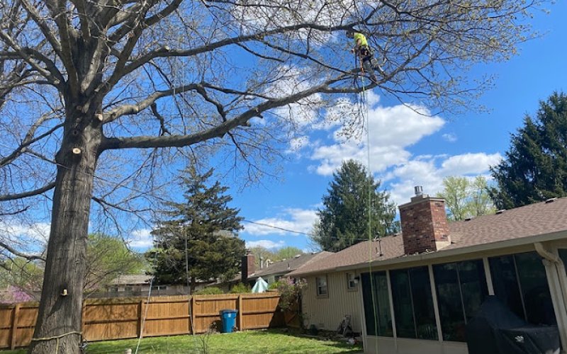 Tree Labs Tree Service