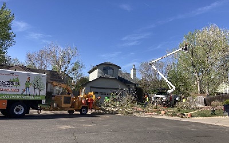 Monster Tree Service of Southeast Denver