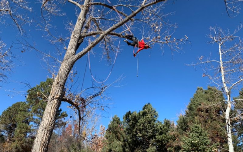 Preservation Tree Care Inc