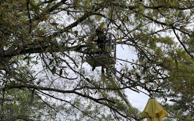 Canopy Tree Care