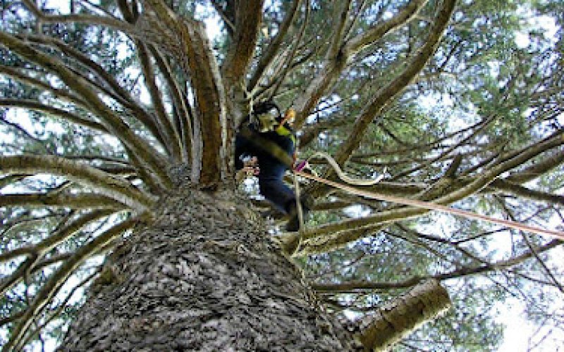 Murray Tree Care