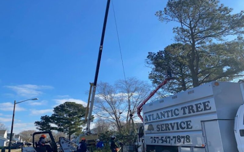 A Atlantic Tree Service — Tree service in Chesapeake