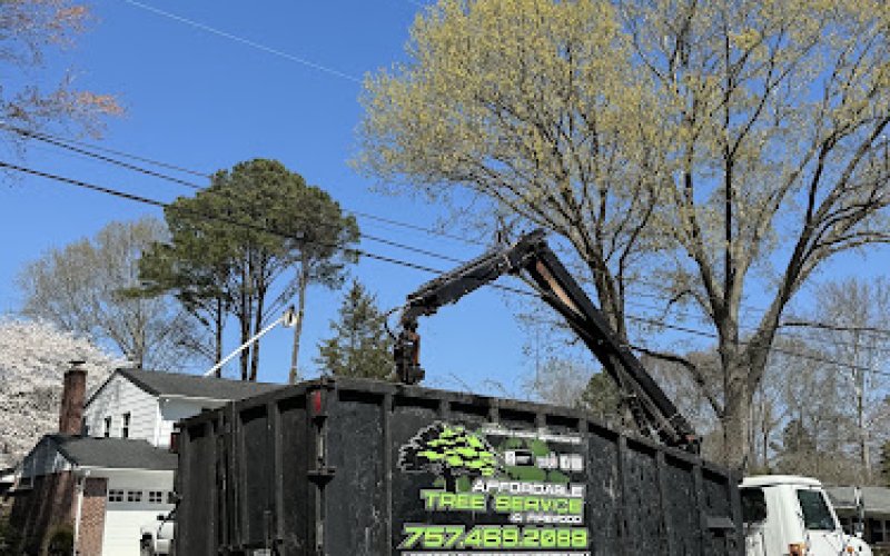 Affordable Tree Service & Firewood — Tree service in Chesapeake