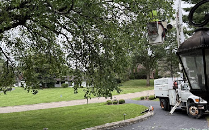 Perfect Cut Tree Services