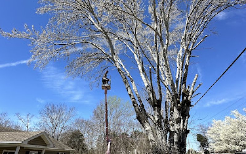 A Premier Tree Service — Tree service in Clarksville