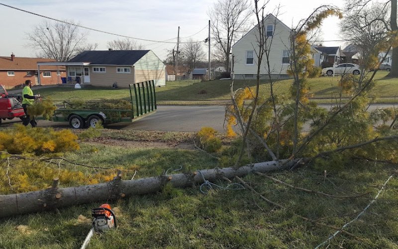 Alter Tree Service Clarksville — Tree service in Clarksville