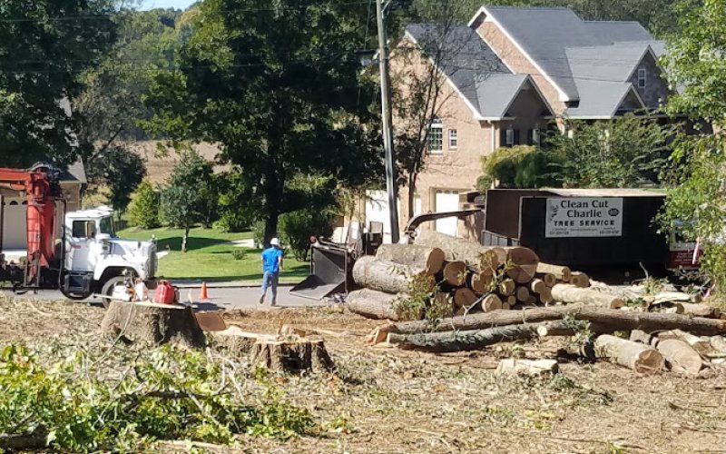 Clean Cut Charlie — Tree service in Clarksville