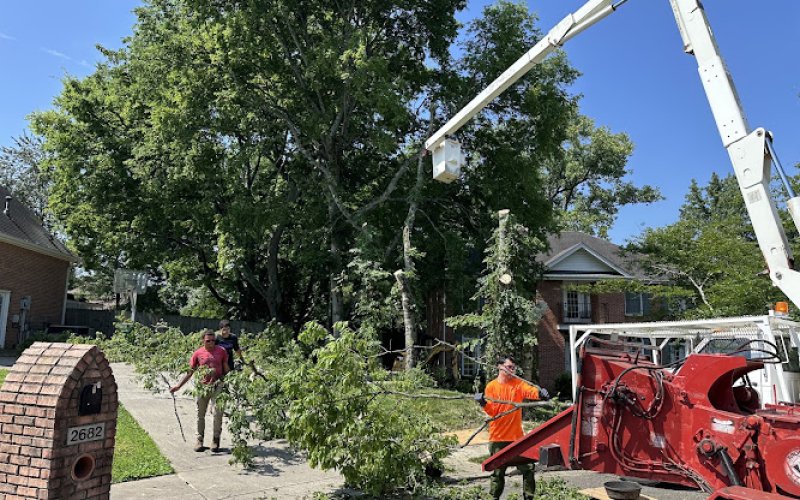 Forrester Tree Services — Tree service in Clarksville