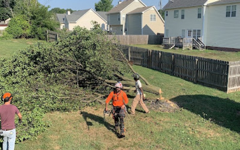 Spartan Tree Solutions, LLC — Tree service in Clarksville