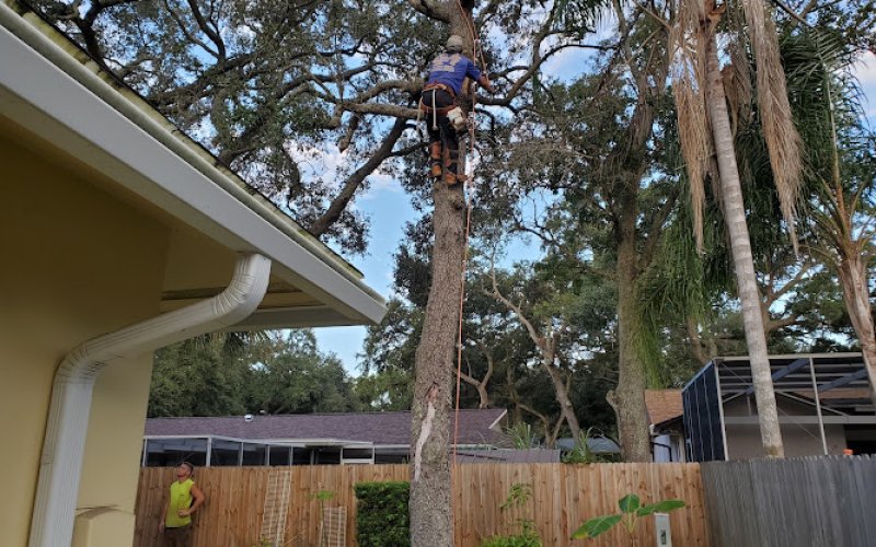 Allen's Tree Works