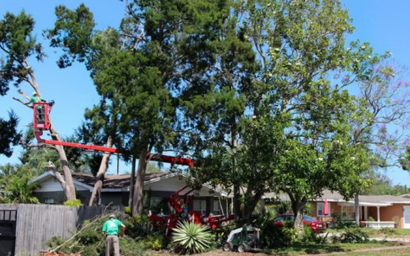 B&T's Tree Service