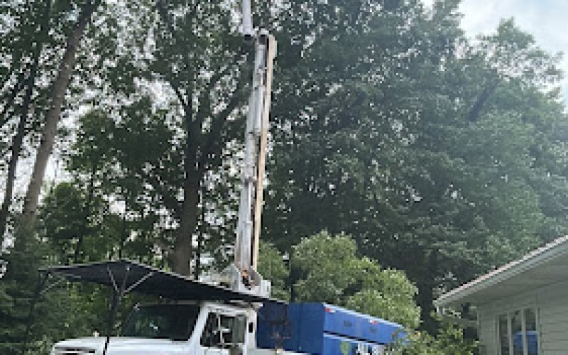 All season tree service