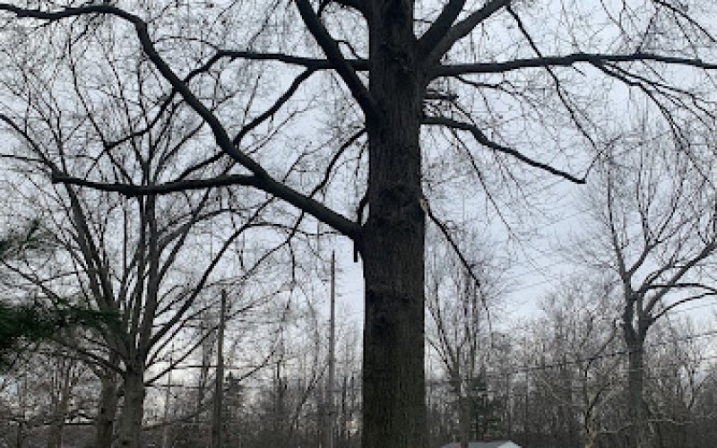 Premier Tree Specialists
