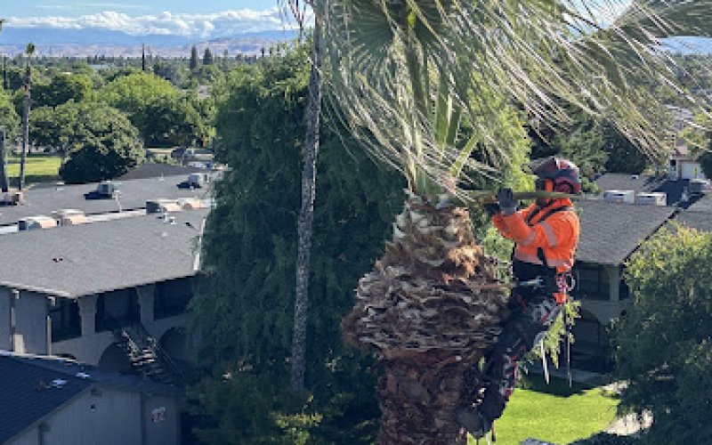 A Plus Ramirez Tree Service