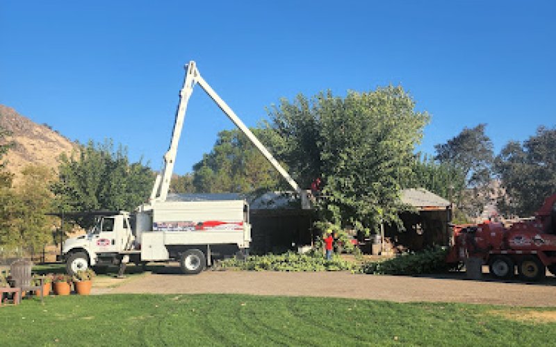 Cut Rite Tree Service Fresno