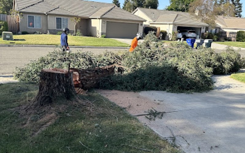 Nova Tree Solutions, LLC