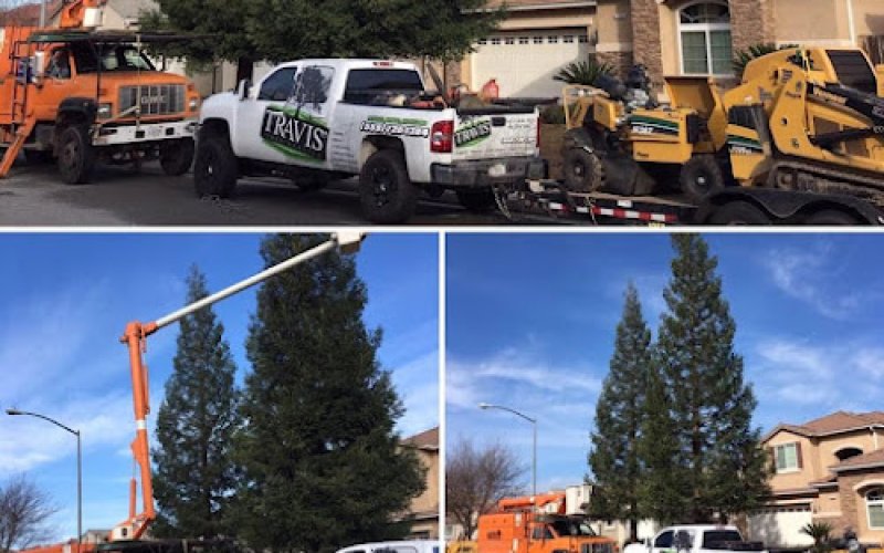 Travis Tree Service