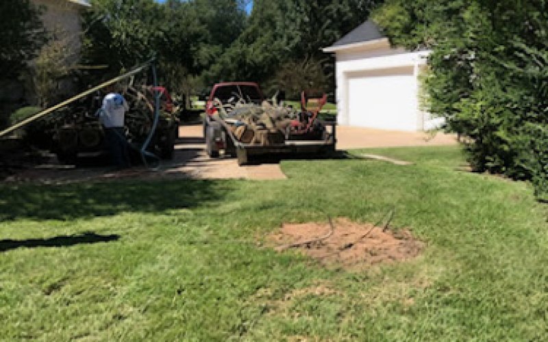 BCS Tree Solution — Tree service in College Station