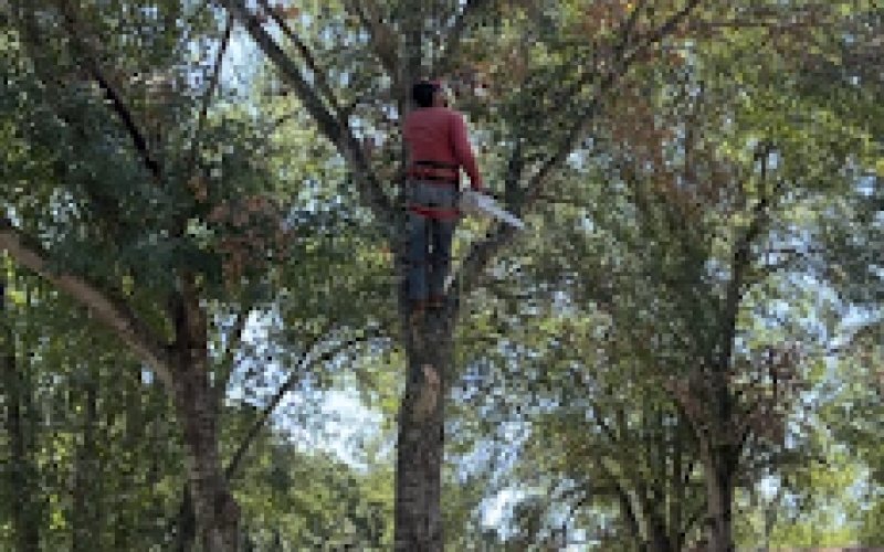 BRAZOS VALLEY TREE SERVICES L.L.C — Tree service in College Station