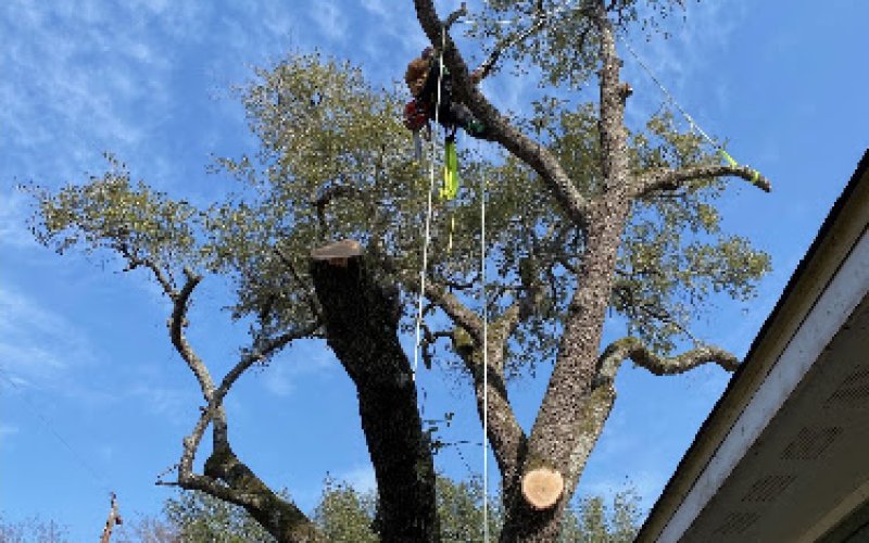 Living Tree LLC — Tree service in College Station