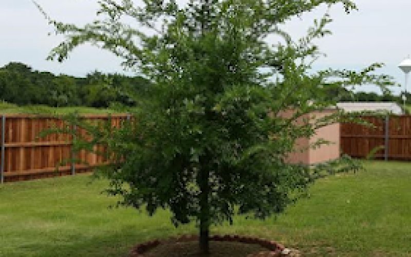 Top Point Tree — Tree service in College Station