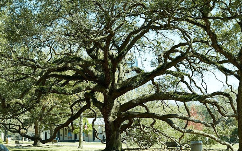 Tree Care Inc - Brenham — Tree service in College Station