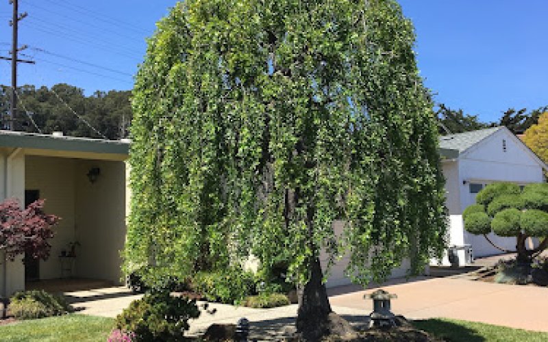 The Tree Butler