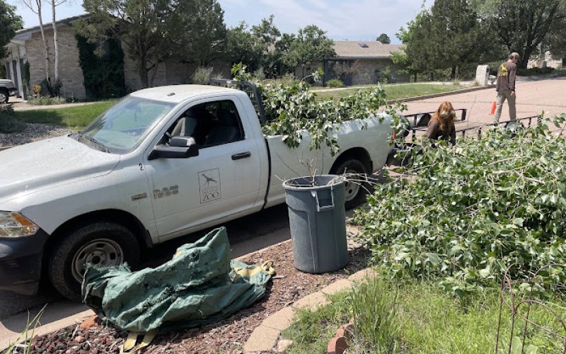 All The Above Trees — Tree service in Colorado Springs