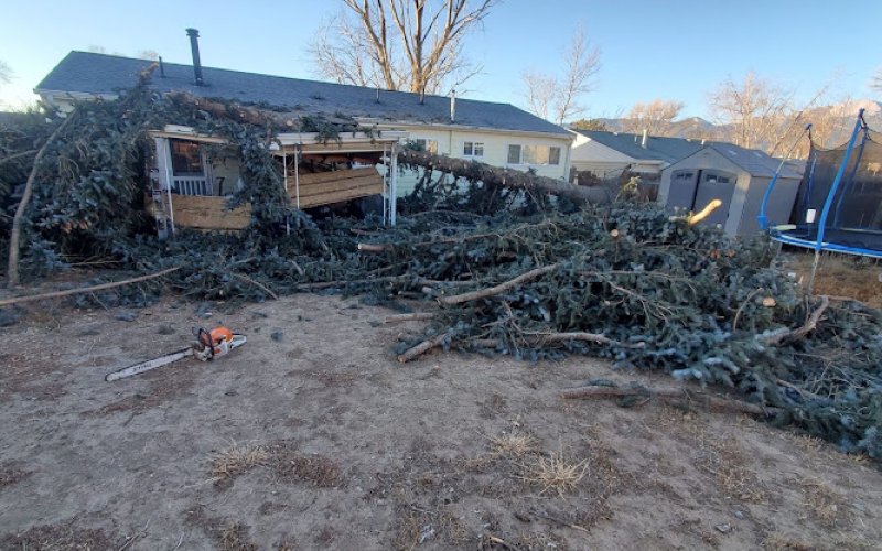 Black Bear Tree Care — Tree service in Colorado Springs