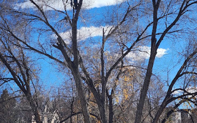 Hawk Tree Service — Tree service in Colorado Springs