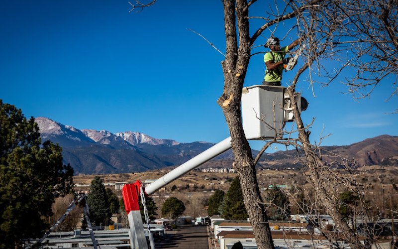 King Tree Service — Tree service in Colorado Springs