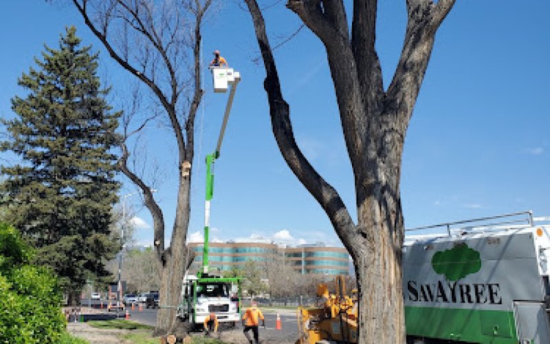 SavATree - Tree Service & Lawn Care — Tree service in Colorado Springs