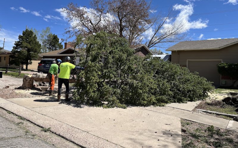 Tall Timbers Tree & Shrub Service — Tree service in Colorado Springs