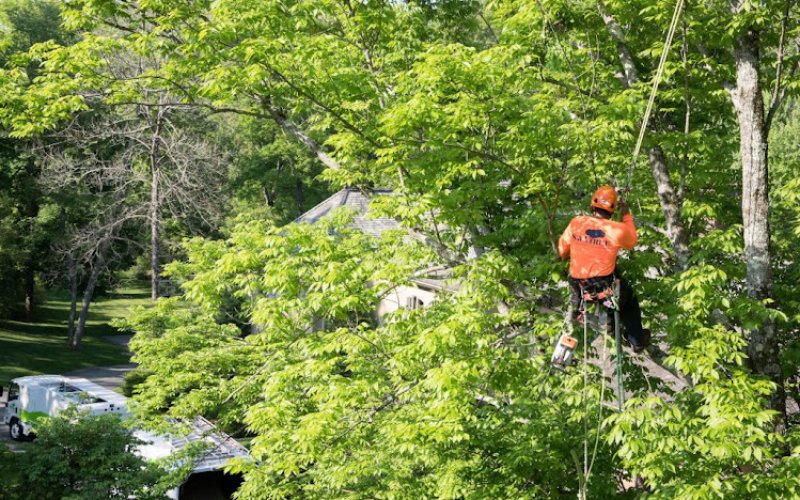 Tree Care Columbia SC — Tree service in Columbia