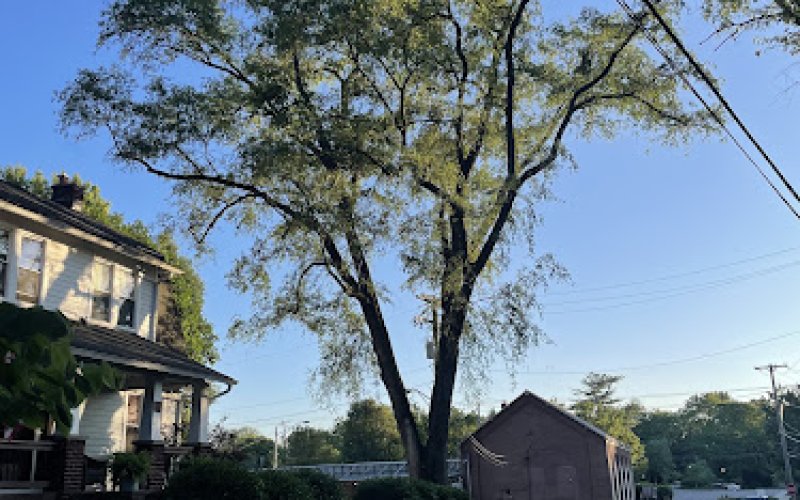 Columbus Tree Care