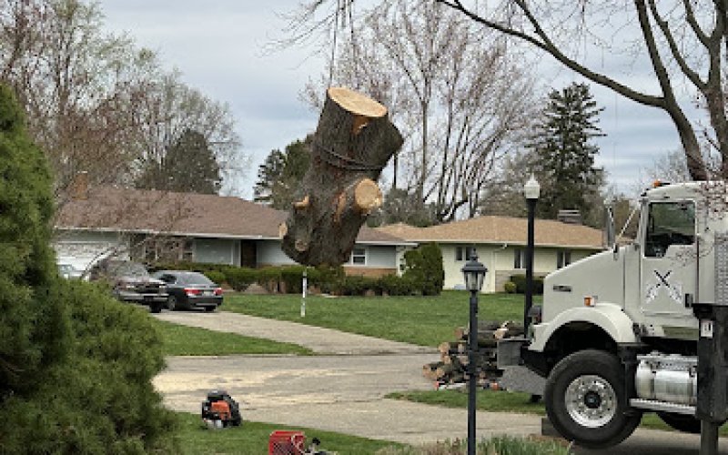 Trees Are My Business