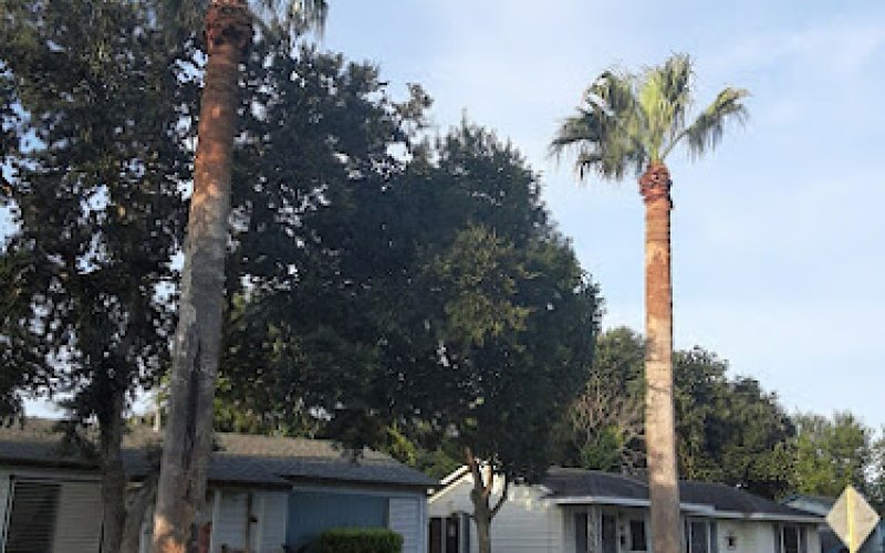 A Cut Above The Rest Tree & Landscaping, LLC