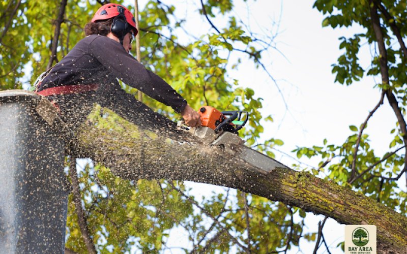 Bay Area Tree Services