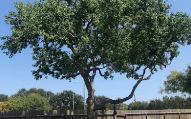 Southern Tree Care