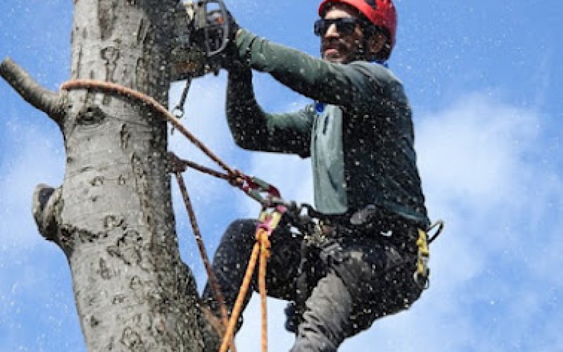 Fountain Valley Tree Care — Tree service in Costa Mesa