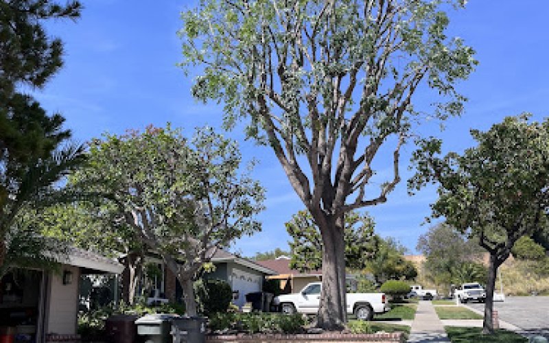 JC Tree Care and Landscape — Tree service in Costa Mesa
