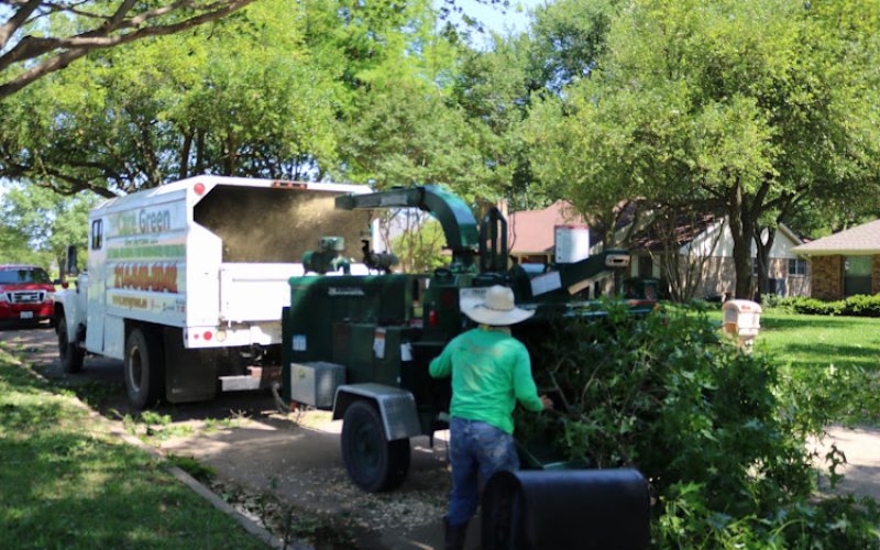 Care Green Tree Service & Removal Dallas